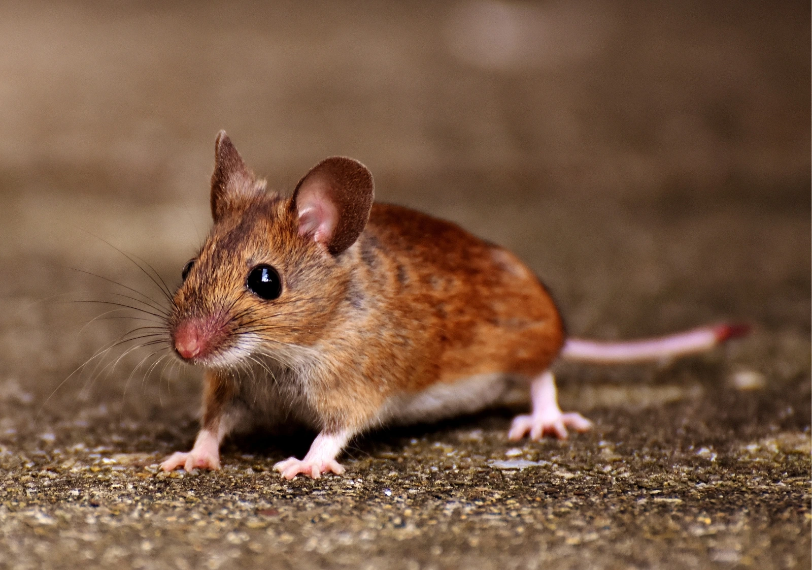 Top Vermin Control Methods in Karachi You Should Know.