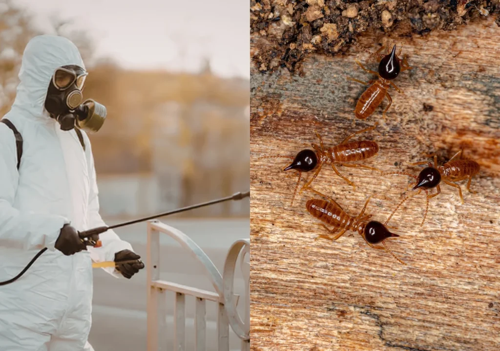 fumigation for termites