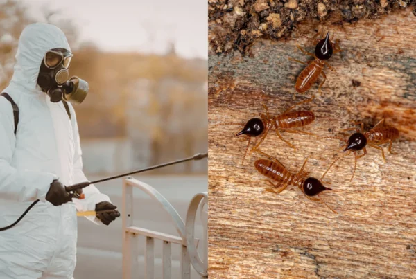 fumigation for termites