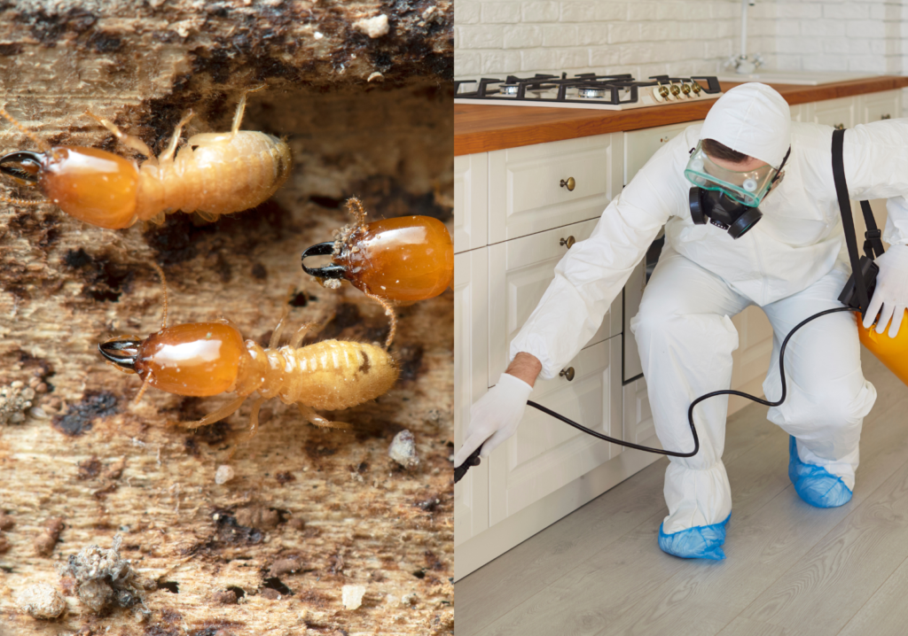 Deemak (Termite) Treatment