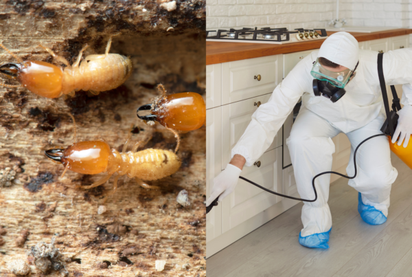 Deemak (Termite) Treatment